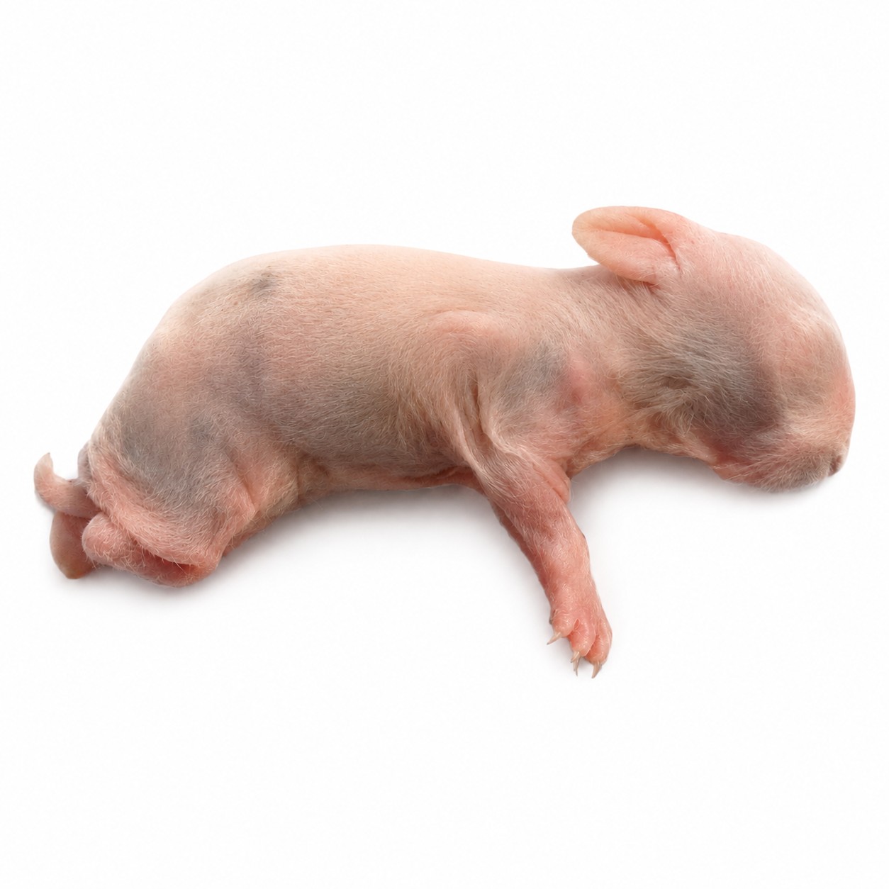 Diepvries babykonijn XXS zonder vacht van circa 35–65 gram