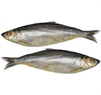 Haring 15-18 cm. 1000 gr.