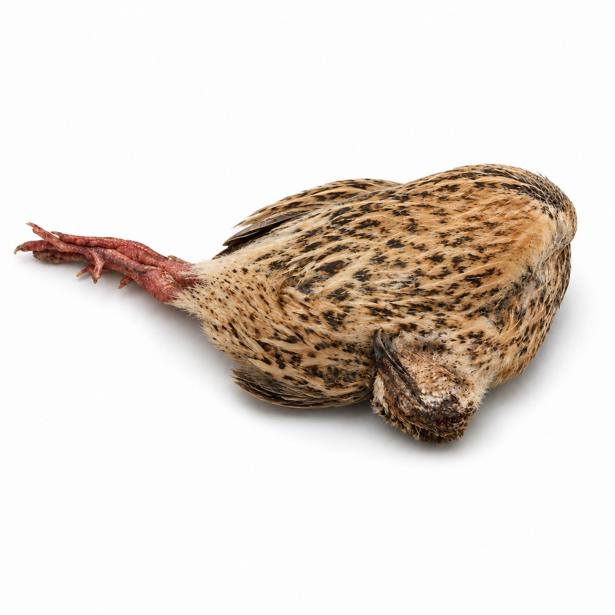 Kwartels 220-320 g - per stuk
