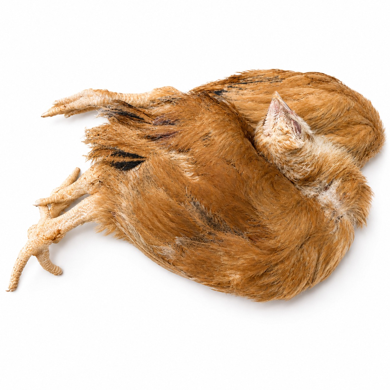  Poussin 500-600 g - per stuk 