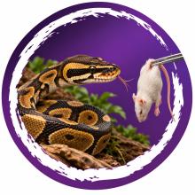 Koningspython met de tong uit bij een ontdooide witte muis aan een voertang