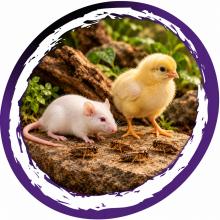 Witte muis, geel kuiken en krekels als prooidieren op een steen in een terrarium