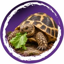 Landschildpad die groen blad eet in paarse