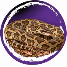 Birmese tijgerpython (Python bivittatus) op een natuurlijke bodem met droge bladeren