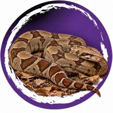 Boa constrictor met roodbruine staart op een natuurlijke bodem met hout en droge bladeren