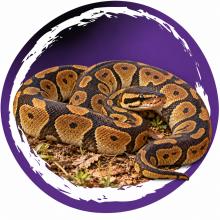 Koningspython (Python regius) op een natuurlijke bodem met aarde en droge bladeren