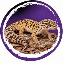 Luipaardgekko (Eublepharis macularius) op een platte steen tussen droge bladeren
