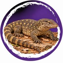 Nijlvaraan (Varanus niloticus) op een natuurlijke bodem met steen en droge bladeren