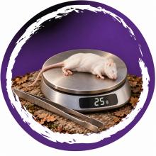 Voermuis op een digitale weegschaal met 25 g op het display en een voertang ernaast