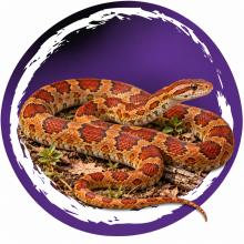 Rode rattenslang (Pantherophis guttatus) op een natuurlijke bodem met hout en droge bladeren