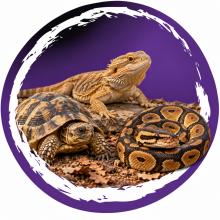 Landschildpad, baardagame en koningspython op een natuurlijke bodem
