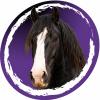 BARF- en NRV-producten van paard